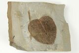 Fossil Leaf (Zizyphus) - Montana #203364-1